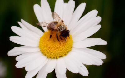 Hvad handler det om – praktivisme