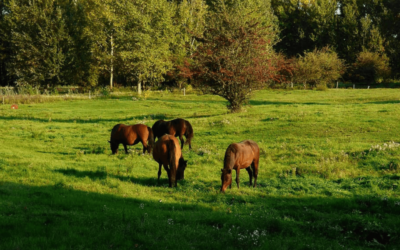 2030 – byaktivisten er flyttet på landet