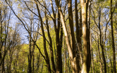 Jeg venter på det bæredygtige samfund