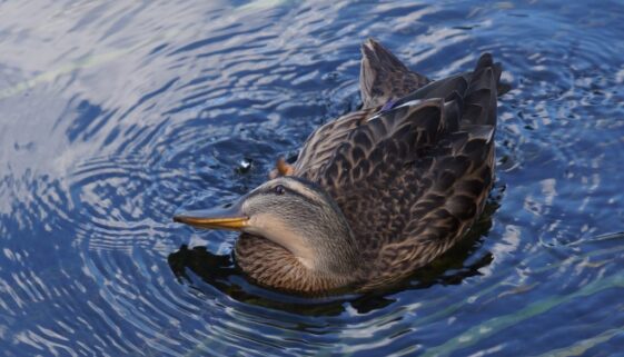 Soendergaards-Haver-august-bred2000